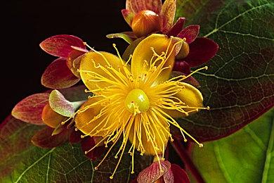 《魔咒之地》口碑逆转 Steam最近评价多半好评